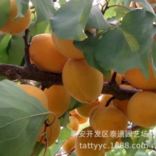 供應雙8以上果苗紅豐凱特金太陽短枝巴達杏1.2米早紅蜜嫁接杏樹苗