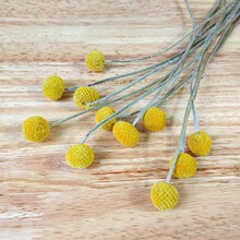 【赞花村】小号黄金球干花花束家庭装饰自然风干真花云南花材批发