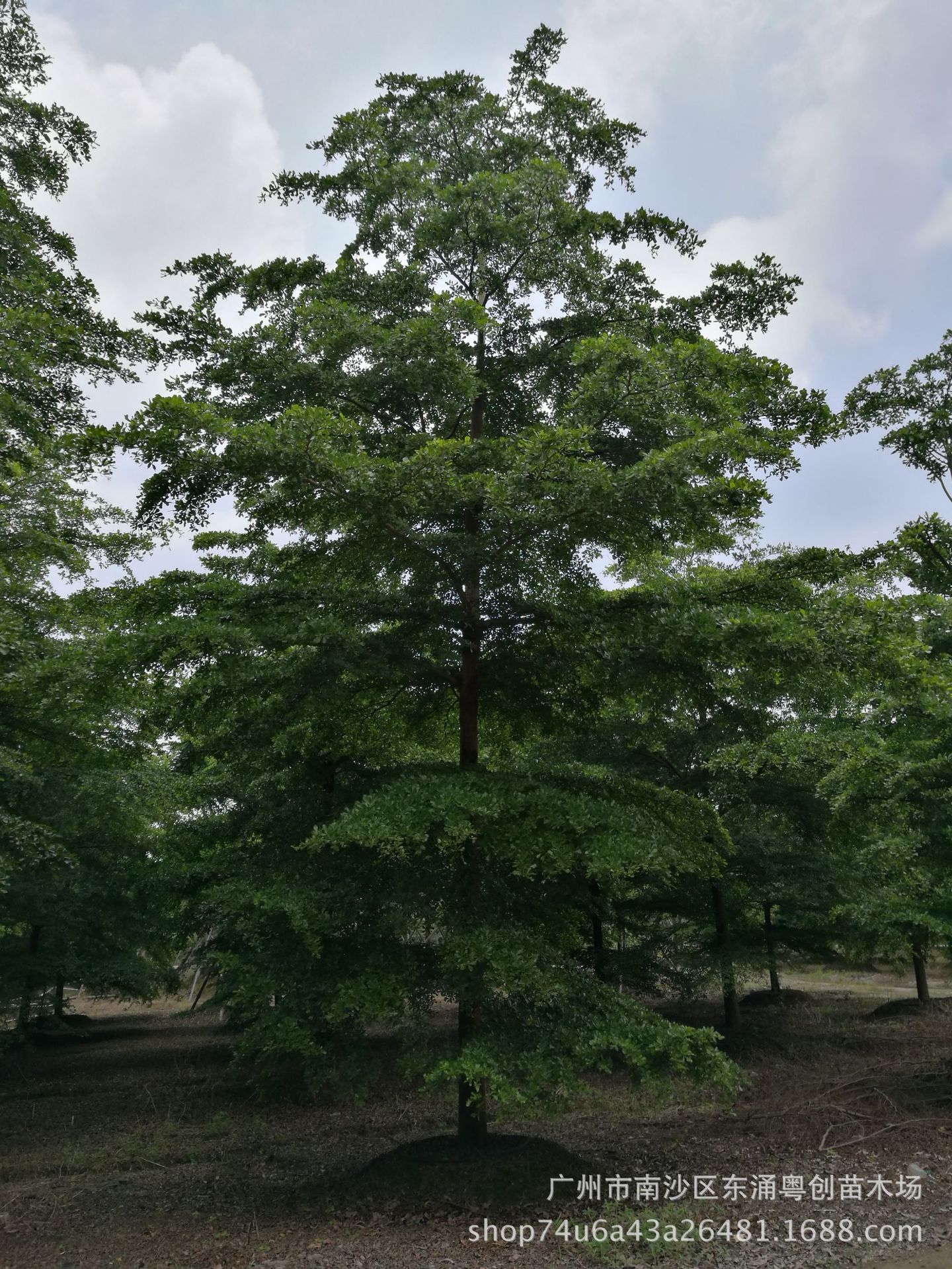 小叶榄仁地苗 (2)