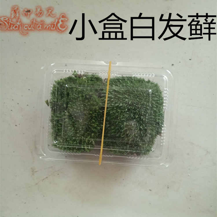 Moss and easy to see micro landscape Moss white hair Moss DIY 11*8 Boxed Wholesale a box price Moss and easy to see micro landscape Moss white hair Moss DIY 11*8 Boxed Wholesale a box price