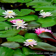 ˮ��˯ɏֲ��    Ʒ�N��    �r��    ˮ��ֲ��ݻ����ܻ���