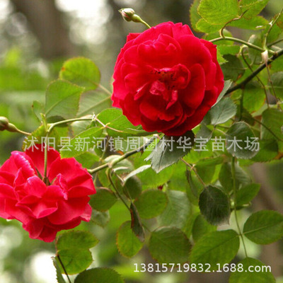 大量批发供应各种规格的品种月季庭院园林工程苗品种齐全|ru