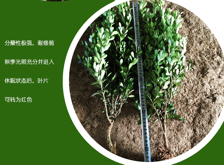 详情页模板-恢复的_04