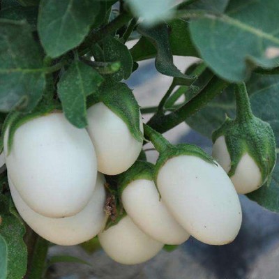 white egg wholesale Egg eggplant characteristic Eggplant egg seed Eggplant seed interest Watch Eggplant