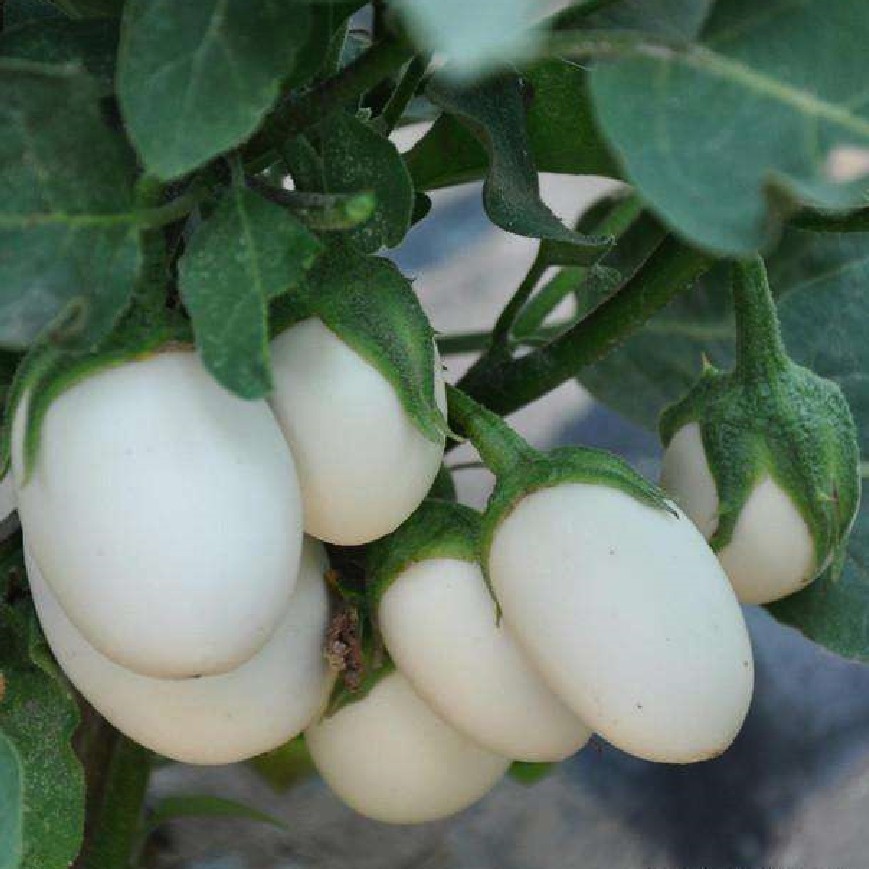 white egg wholesale Egg eggplant characteristic Eggplant egg seed Eggplant seed interest Watch Eggplant