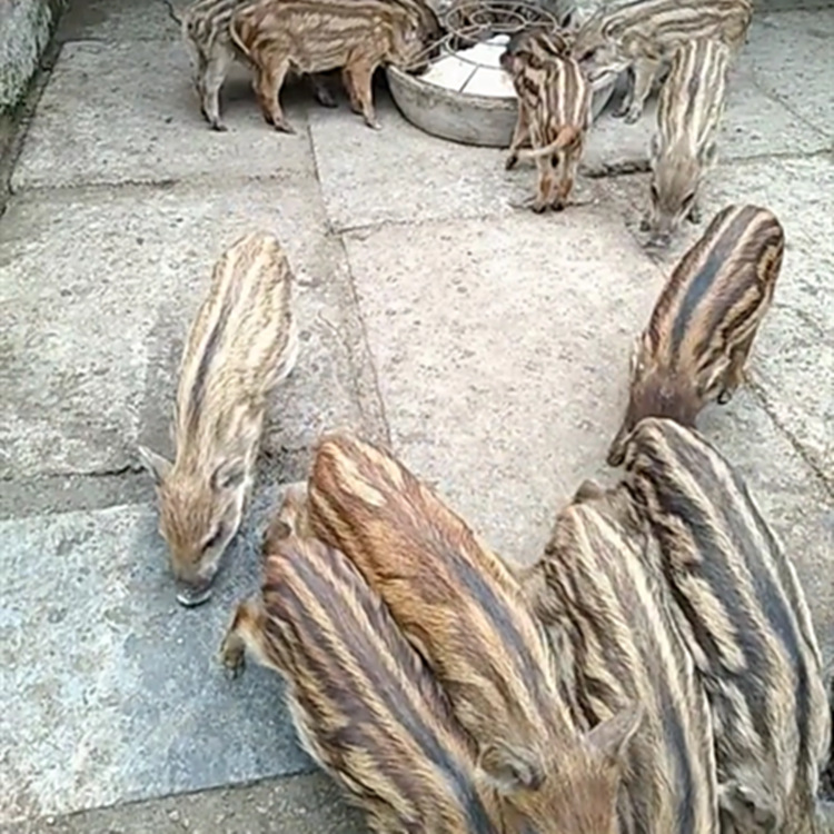 Screenshot_2018-01-05-11-30-33