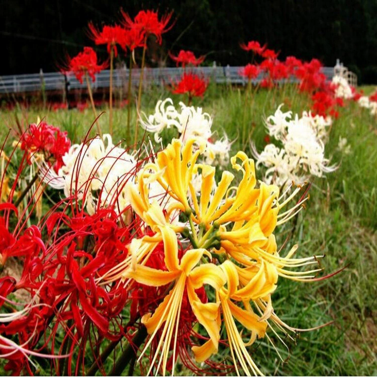 Бианхуа семя мяч Бианхуа Семена Красный Манчжу Шахуа Lycoris Radiata Four Seasons легко сеять цветы в горшках зеленая посадка почтовые расходы