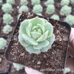 �oҹ ����Gֲ �k���� �̨Ȥζ����ֲ��