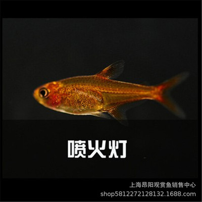 喷火灯鱼活体 小型灯科鱼 草缸群游 热带观赏鱼包活批发 水族世界