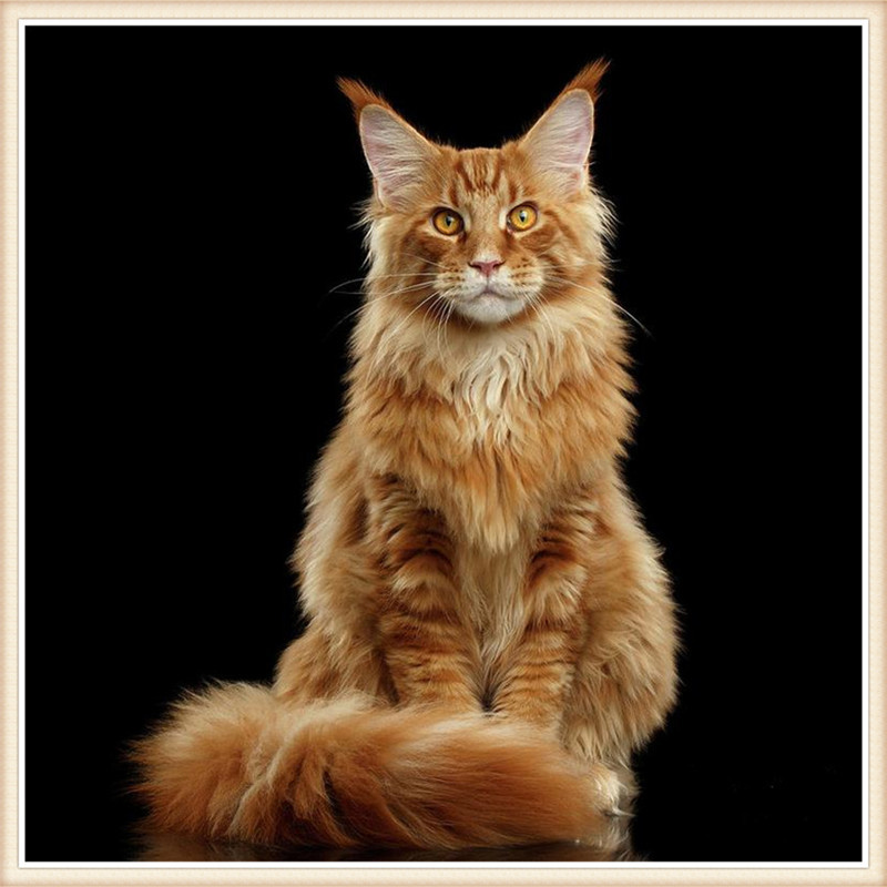 DW2108  黄色猫 30x30.jpg