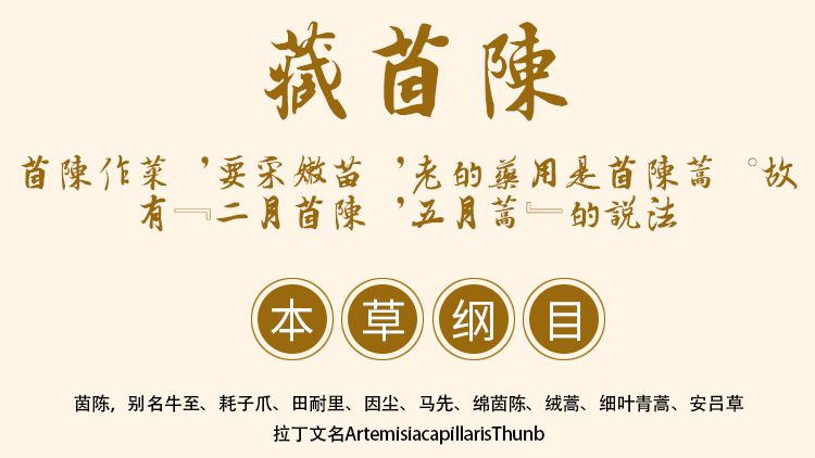 Yin Chen (Artemisia capillaris) — Dried Yin Chen Herb, 500g Bulk Food-Herb for Tea & Soup overview