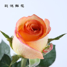 Rose cắt hoa tươi bán buôn cơ sở Vân Nam Jin Hui, cáo buộc cắm hoa cưới hoa hoa hồng Jinhui Hoa và hoa