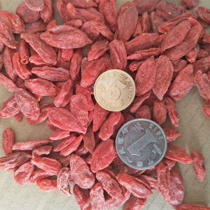 佑康泰枸杞子500g/袋厂家直销OEM地摊新货枸杞子宁夏批发网红枸杞