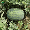 Zhongke Maohua Water Fruit and Vegetable Seeds Anti -Stubble Lazy Watermelon Seed Lazy Han Dragon Dragon Big Fruit Wasteless Branch