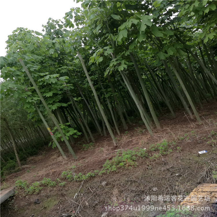 广西绿桐树苗木基地,绿桐树苗木基地(第10页)_大山谷图库