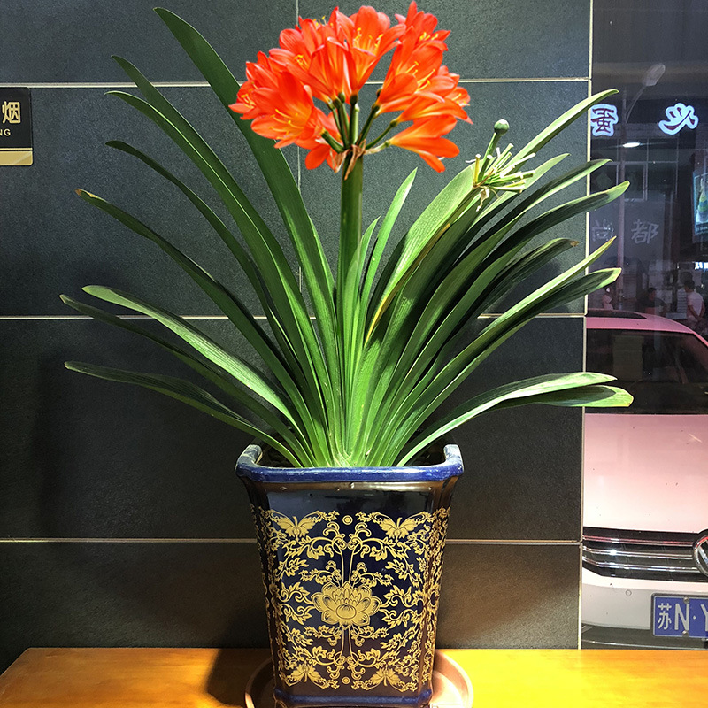 Clivia Potted plant indoor Botany flowers and plants neutral Cut Material Science Then Bloom