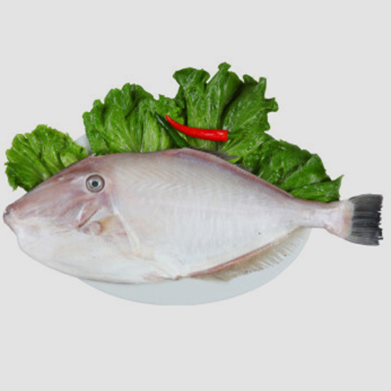 产地货源野生马面鱼新鲜鲜活海鲜剥皮耗儿鱼扒刺身水产商人节批发