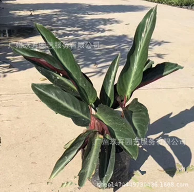 Бамбуковая земля с фиолетовой подкладкой, покрытая растениями Yu Miao Guan Ye, ландшафтный двор, домашняя гостиная, зеленая посадка