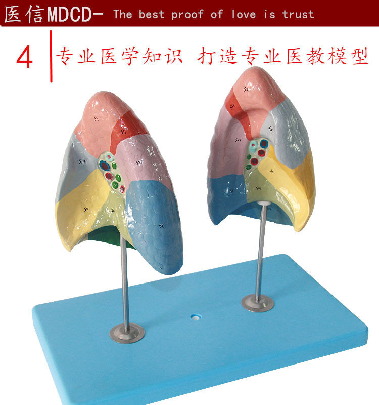 专业生产 人体肺段分区模型 呼吸系统肺 人体解剖模型教学-阿里巴巴