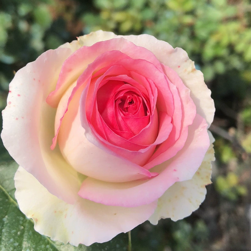 Двор Четыре сезона Комнатные цветы Цветок розы Рассада лоза Цветок розы Рассада Европейская альпинистская лоза Большой цветок Роза с бутоном