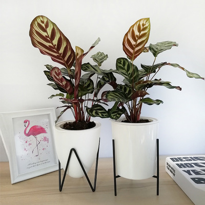 孔雀竹芋大号室内客厅桌面绿植自吸水懒人植物盆栽批发|ms