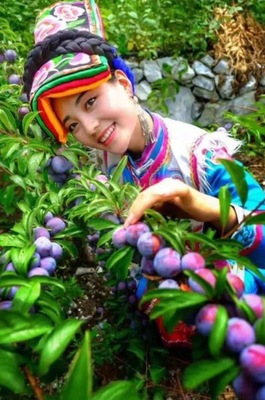 汶川脆红李云端脆红李脆甜多汁孕妇儿童新鲜采摘礼盒装|ms