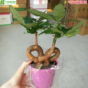 ������ֱ�N�����l�lؔ���^�~С����ֲ�ﻨ�܃����՚��pQ�lؔ��