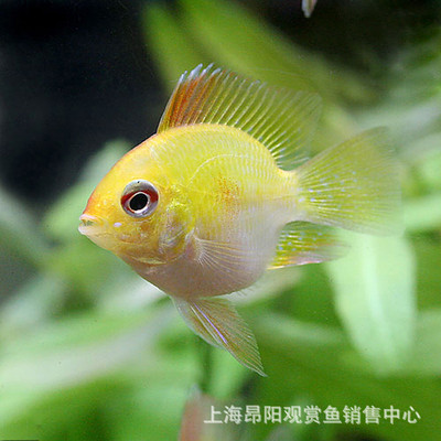 魚活體觀賞魚桃心金波子草缸寵物魚短鲷魚小型熱帶魚阿凡達