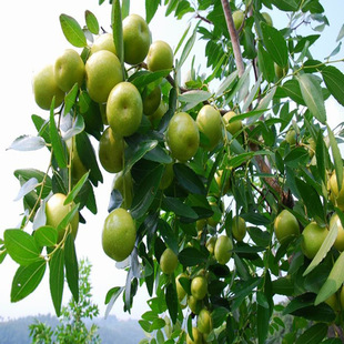 ����������l�������� ��z�� �旗 5���֎�����󗗘�o����