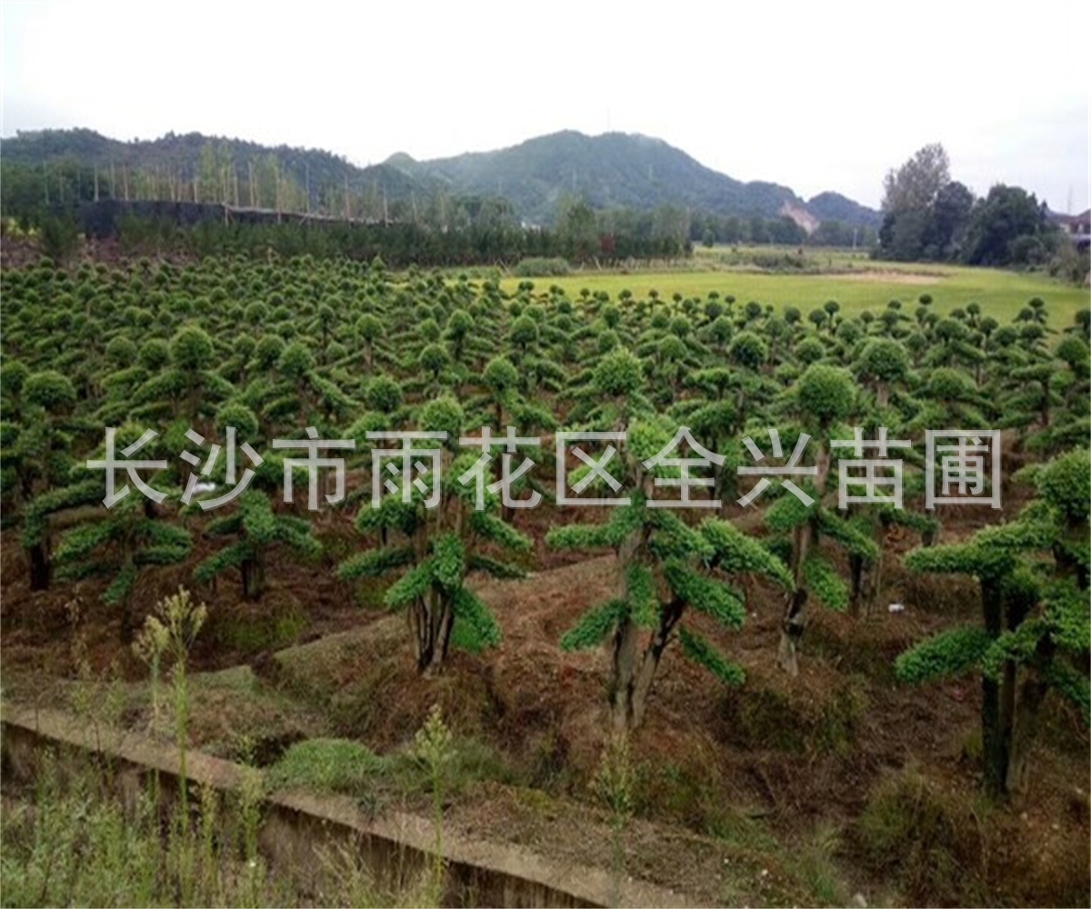 mmexport1532608544415