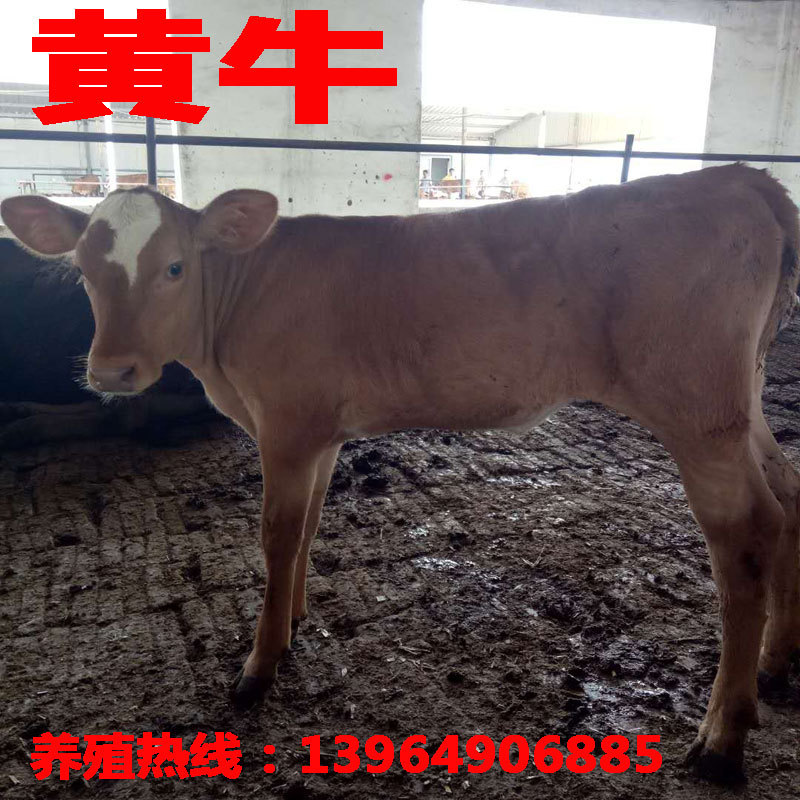 小牛苗价格批发 ——小牛苗价格 小牛苗价格 小牛苗价格