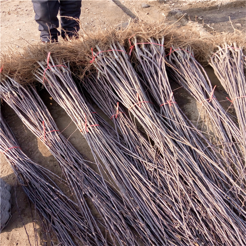 基地出售富士苹果树 秦脆苹果树 瑞香红苹果树|ms