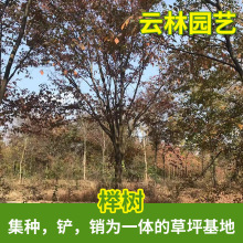 专供榉树基地 工程绿化苗木 榉树树苗批发行道护坡 规格齐全