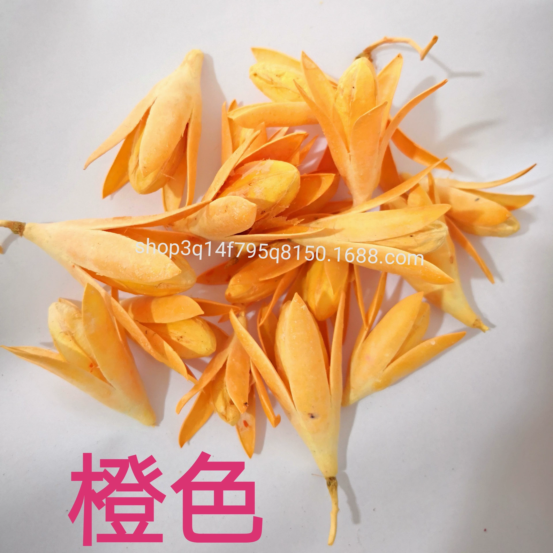 [Magnolia] Manufacturer supply naturally toon fruit shell Magnolia dried magnolia flower DIY handmade flower combination flower material