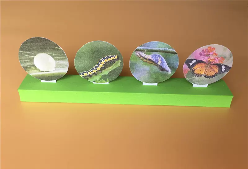 毛毛虫成长蝴蝶蜕变幼儿园儿童DIY益智科学探索实验科教玩具教材