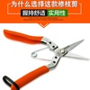 Koteso Blazers KT110 picking fruit shear thin fruit shear, shearing, shearing, shearing straight head, long -blade tree shear