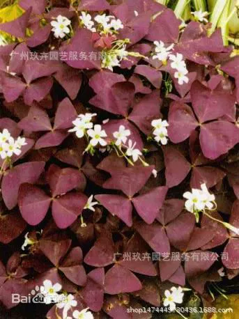 Фиолетовый лист прессованного щавления