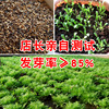 Huangxin Huayan Bitter Polygillery Polygusted Vegetable Vegetable Salad Four Seasons Broadcast Vegetable Seeds wholesale