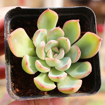 Evening Succulent plants wholesale Succulent flowers and plants combination Potted plant Fleshy Botany Base Homegrown