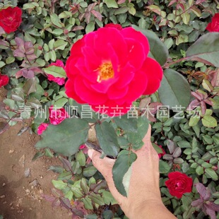 �ļ��Nޱ�����ش��������¼��� ����ķ�¼� �G���������l�¼���