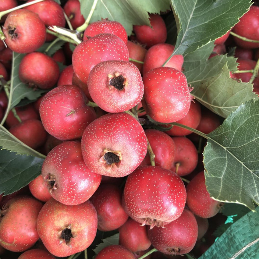 已售罄山东沂蒙山一件代发5斤装糖葫芦原料大金星新鲜山楂果|ru