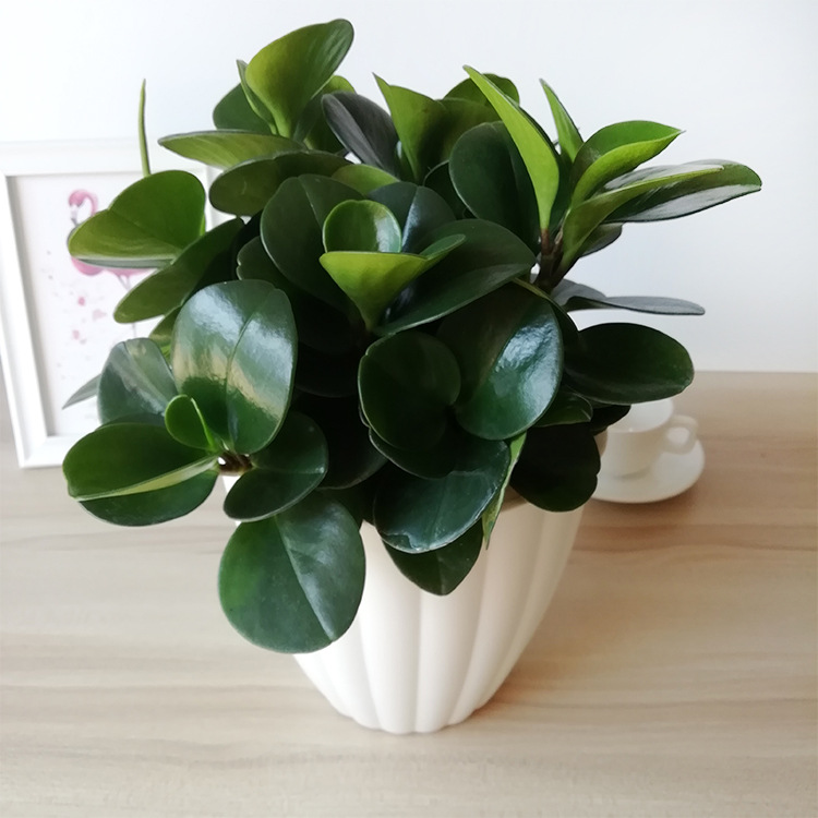 豆瓣绿大号抗辐射净化空气桌面绿植自吸水懒人水培植物小盆栽批发|ru