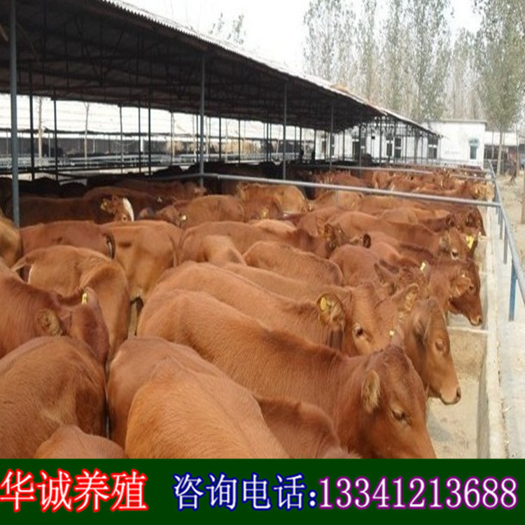 湖南哪里有卖牛的 湖南肉牛牛苗价格小牛犊多少钱 湖南肉牛养殖场