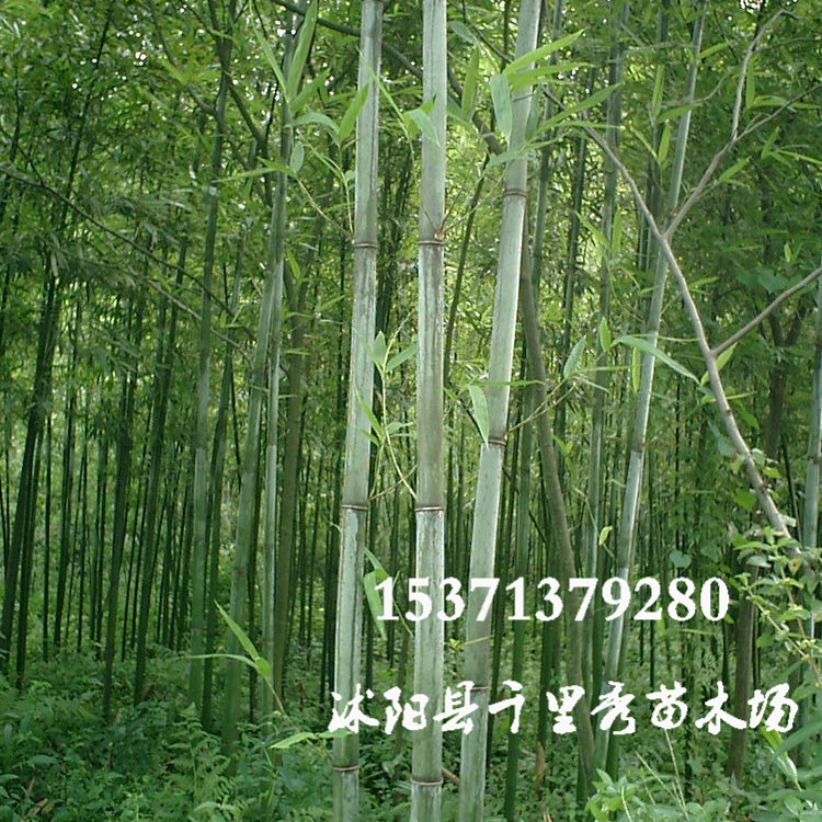 批发药材苦竹种子苦竹叶苦竹笋苦竹茹苦竹沥苦竹根当年新采出芽高|ms