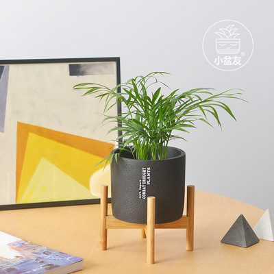 黑色斑点水泥圆形花盆配竹架现代室内个性多肉绿植盆厂家批发