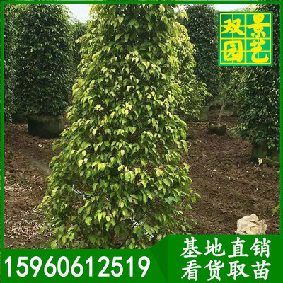 垂叶榕柱_常绿灌木垂叶榕庭院公园黄金垂榕柱