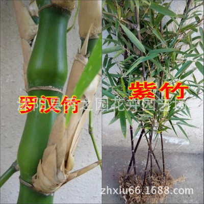 wholesale Four seasons Evergreen Bamboo Fresh water bamboo Shichiku Jin Xiang Yu Arhat Tripe Bamboo