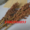 Wholesale yellow wheat ear dry flower wheat ears Simulation flower rice dried flower sorghum ears and reed ears are large