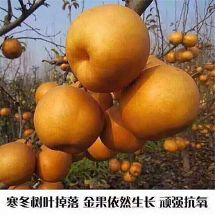 �r���޽������ �S�������Ʒ�N ���������r�� ����Y�����