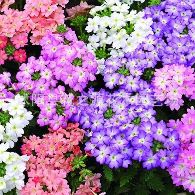 批发花海工程草花 美女樱花籽 景观绿化观赏花卉四季绣球草五色梅
